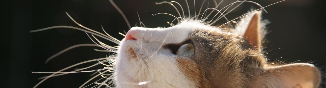 Katze in der Sonne