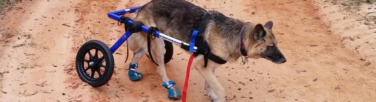 Hundephysiotherapie