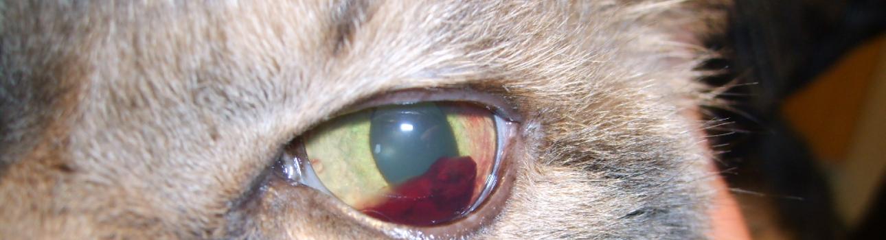 Auge